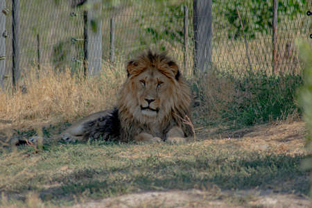 Lion in the reserve. Photo of a big lion