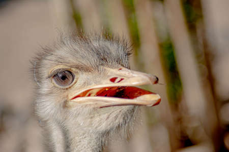 Portrait of beautiful African Ostrichの写真素材