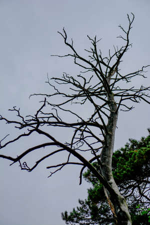 Amazing tree in the forest