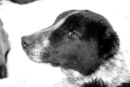 Pretty dog. Portraits of dogs