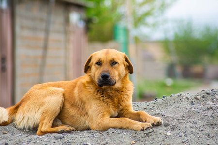Beautiful dog sitting on the sand