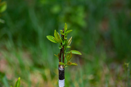 Small tree and its first leavesの写真素材
