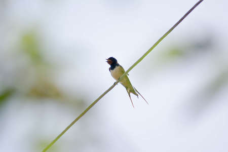 Singing swallow on an electric ropeの写真素材