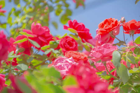 Red roses and blue sky