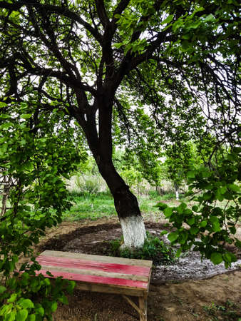 Summer day in the garden. Bench and apricot treeの写真素材