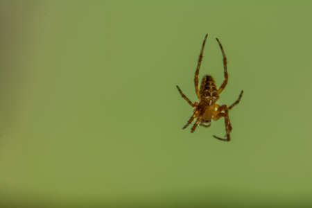 The spider hangs in the air. Spider with amazing color. Spider macro photosの写真素材