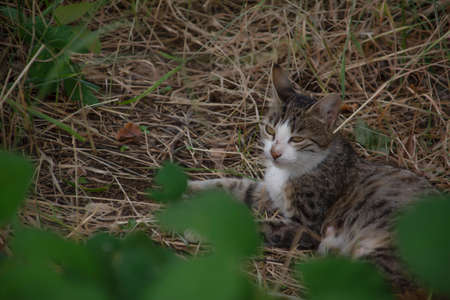 Beautiful cat photos and images. Domestic petsの写真素材