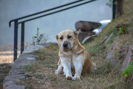 A kind dog. Photo of the dog. Portrait of a beautiful dog