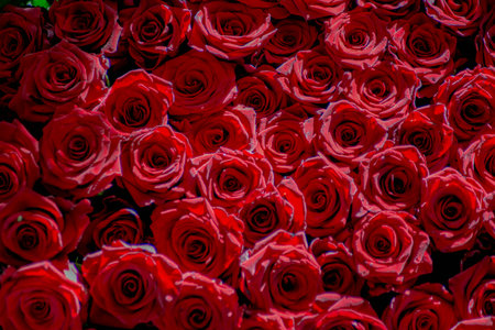 Bouquet of red roses. A gift for beloved women on Valentine's Day. Beautiful red roses without thornsの写真素材