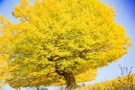 Golden autumn tree and blue sky. Autumn day. The leaves of the tree turned yellow. The trees were...
