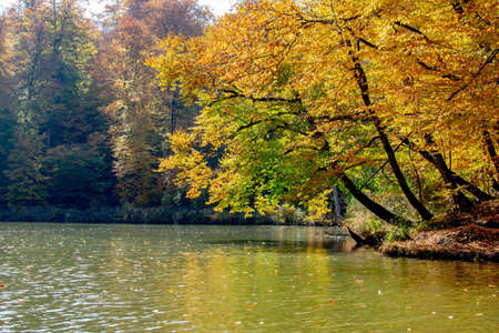 Autumn landscape with forests and a lake. Dense colorful autumn forest and mountain lake. Welcome to autumnの写真素材