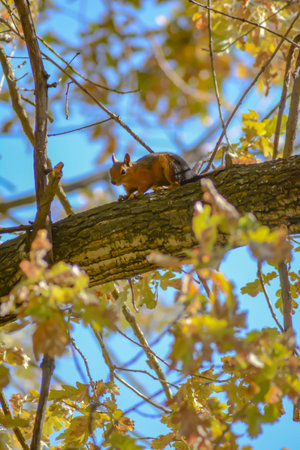 Squirrel in the forest. Squirrel on a tree. Autumn forest and squirrelの写真素材