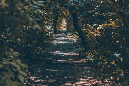 Autumn forest. The road through the autumn forest. Yellow leaves of trees. Path in the forest