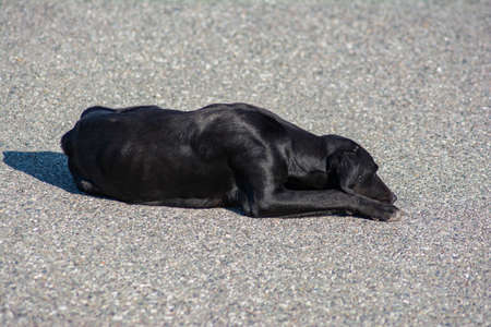 Sleeping dog. Black dog lies on the pavement
