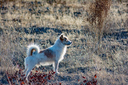 Small dog in nature. Fluffy white dog on the fieldの写真素材