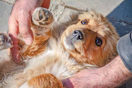 Little beautiful fluffy dog. Dog playing with ownerの写真素材
