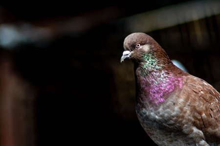 The bird sits on the roof of the house. Beautiful dove