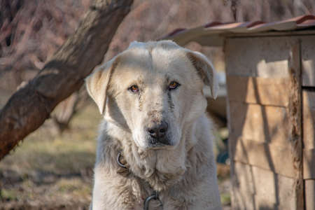 The big dog is watching. Dog portraitの写真素材