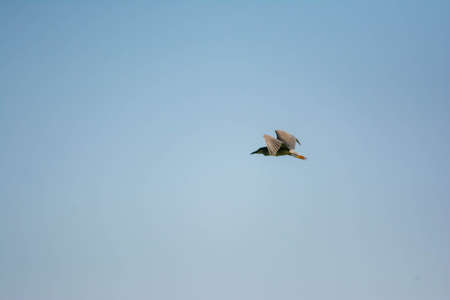 Black-crowned night heron in the sky. Black-crowned night heron flies in the sky. Beautiful birds...