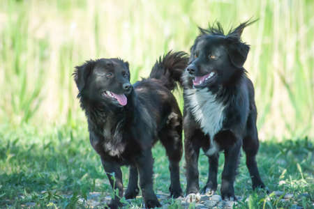 Black dogs in the forest. black dog portrait. beautiful dogsの写真素材