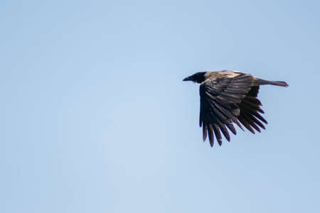 Black crow in the sky. A large crow flies in the sky. Beautiful birds with open wings.の写真素材