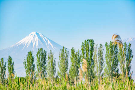 A beautiful mountain with a white top. Green grass and trees on the background of Mount Araratの写真素材