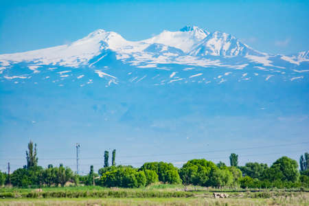 A beautiful mountain with a white top. Green grass and trees on the background of Mount Aragatsの写真素材