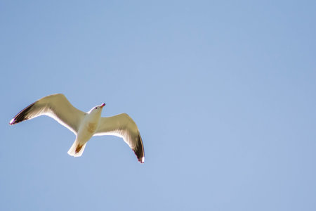 White seagull in the sky. White seagull flies in the sky. Beautiful birds with open wingsの写真素材