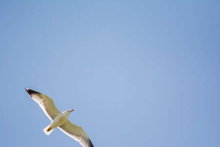 White seagull in the sky. White seagull flies in the sky. Beautiful birds with open wingsの写真素材