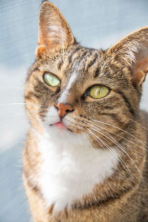 cat portrait. beautiful cat pictures