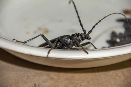 Large insects - Large oak barbel. Big beetles - Cerambyx cerdoの写真素材