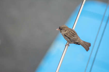 common sparrow. Sparrow bird sits on a pipeの写真素材