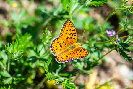 Butterflies on flowers. Beautiful butterflies and flowers in the wild.の写真素材
