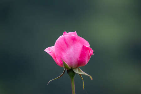 red rose. Lonely rose in the garden. beautiful flowerの写真素材