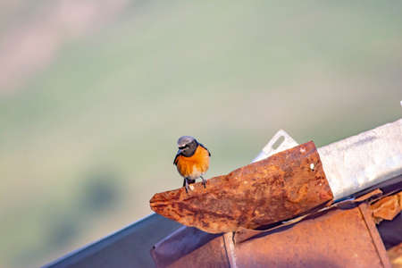 common redstart. Beautiful redstart bird in the wild. nice birdの写真素材