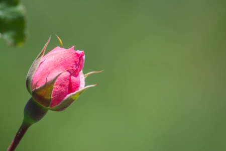 red rose. Lonely rose in the garden. beautiful flowerの写真素材