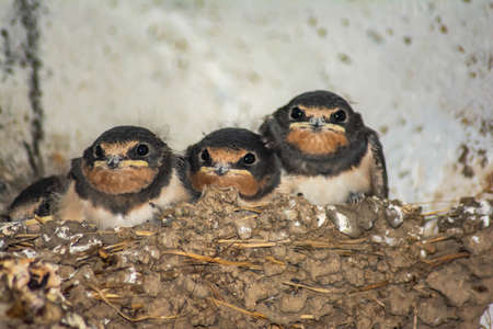 Swallow cubes in the nest. Little four swallows sit in the nest and lookの写真素材