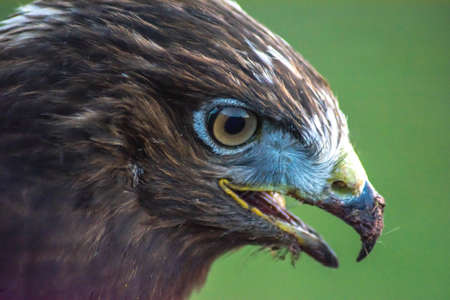 Eagle in the wild. Eagle portrait. Eagle head. Beautiful bird Buteoninae