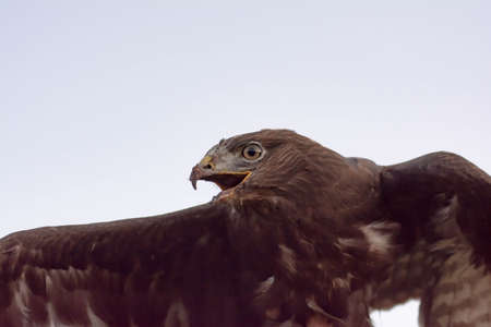 Eagle in the wild. Eagle portrait. Eagle head. Beautiful bird Buteoninaeの写真素材