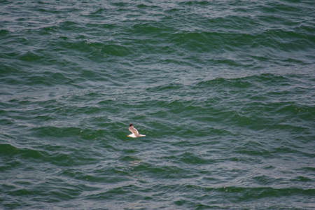 A seagull is flying over the waters of the sea and is looking for food. Flying white seagull and waves of the seaの写真素材