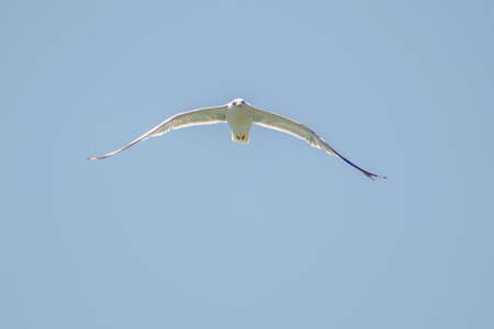 Flying big seagull. White seagull flies in the sky. Seagull wings