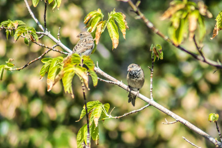 Sparrows on a tree. Two sparrows are sitting on a treeの写真素材