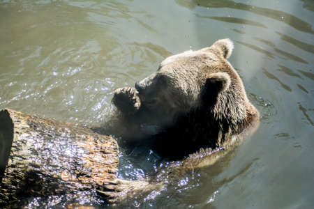 Big brown bear in the water. Bear plays with a woodの写真素材