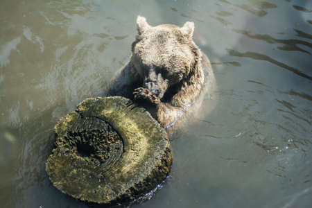Big brown bear in the water. Bear plays with a woodの写真素材