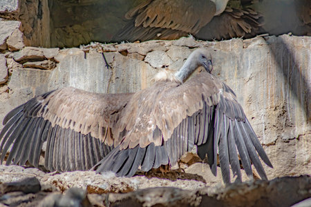 The vulture spread its wings. Great Vulture in the wild. Large birds of preyの写真素材