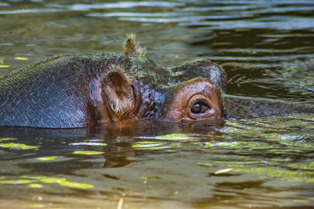 hippo in the river. big hippo in the waterの写真素材