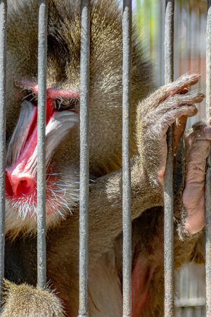 Monkey Mandrill in the zoo. Big monkey in a cage. Monkey Mandrill and his colorful face