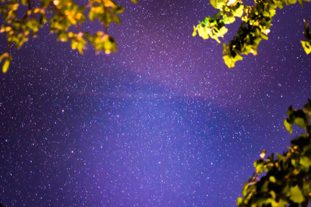 Night sky shining with stars on the background of treesの写真素材