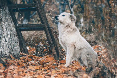 White dog in the autumn forest. Photo session of a dog in the forest among golden leaves. dog portraitの写真素材