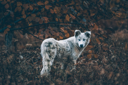 White dog in the autumn forest. Photo session of a dog in the forest among golden leaves. dog portraitの写真素材